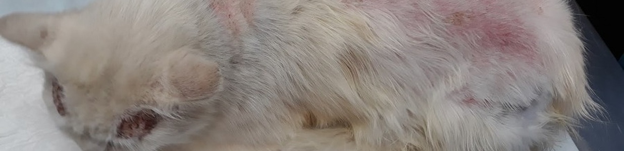 Дерматит aлергічний у кішок
