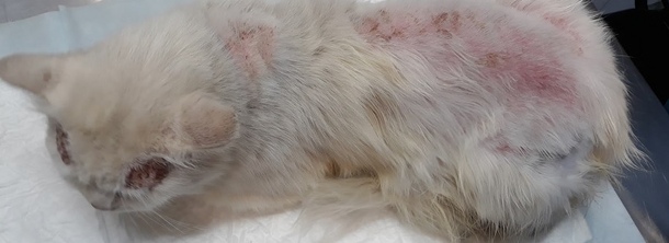 Дерматит аллергический у кошек