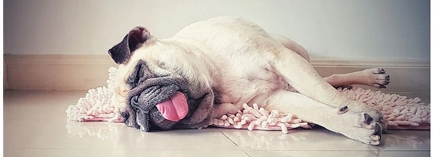 Тепловой удар у собак: почему это не просто жара