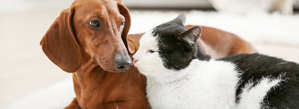 Как правильно вводить новую кошку в дом с собакой: советы для гармоничного знакомства