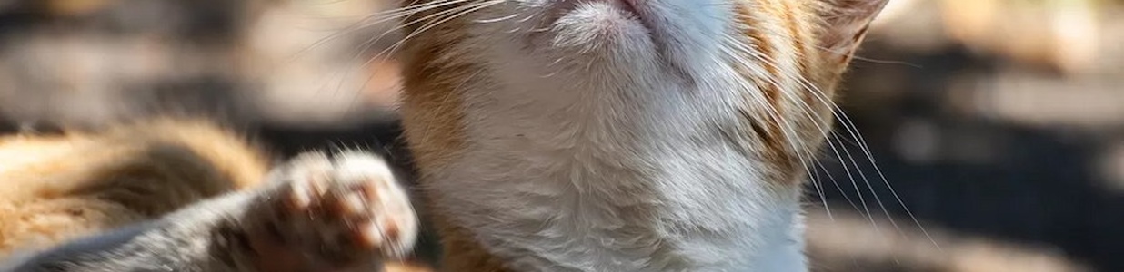 Нейродерматит у кошек
