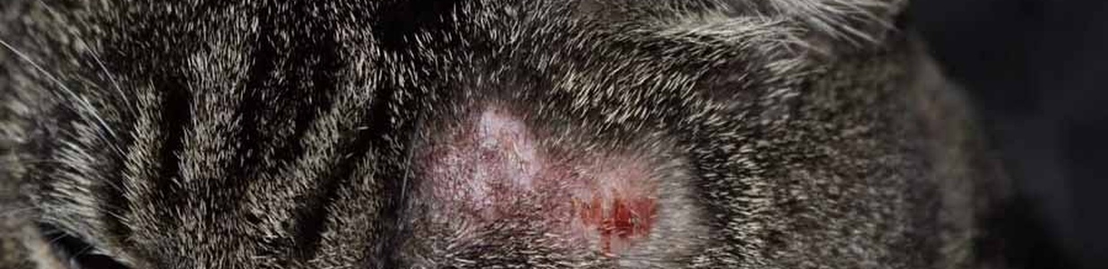 Кожный микоз