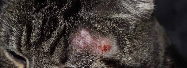 Кожный микоз