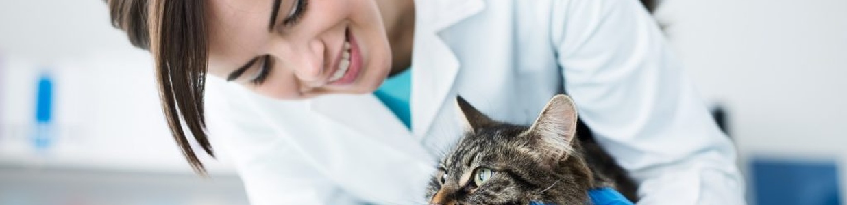 Нефрит у кішок