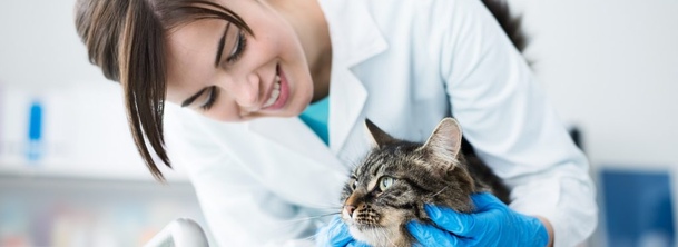 Нефрит у кішок