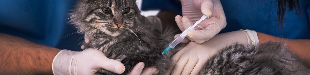 Неврит у собак і кішок