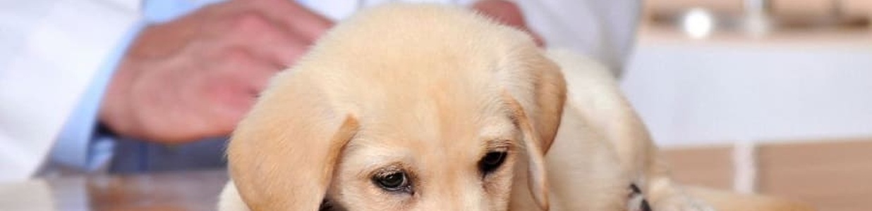 Болезнь Аддисона