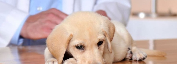 Болезнь Аддисона