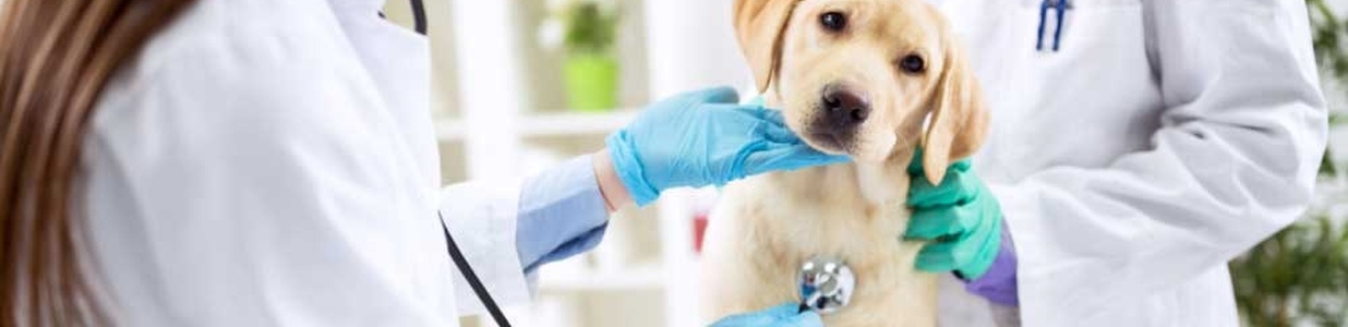 Анаплазмоз