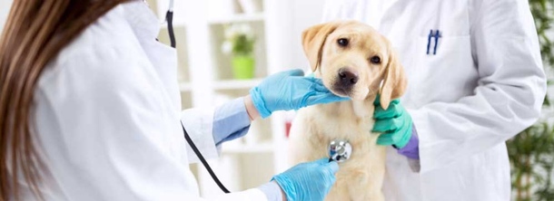 Анаплазмоз