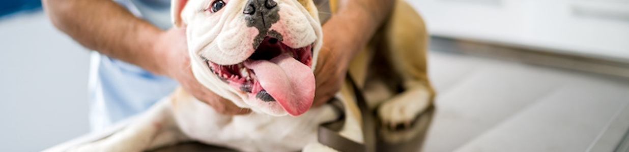 Зараження бабезіозом