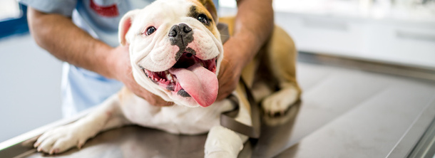 Заражение бабезиозом