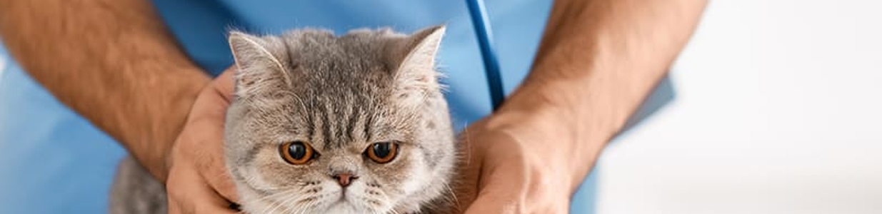 Дирофиляриоз у кошек