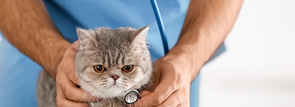 Дирофиляриоз у кошек