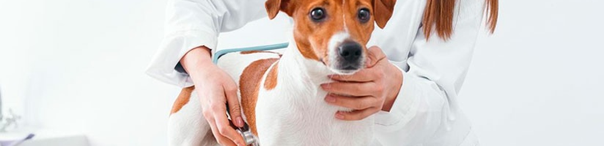 Дирофіляріоз (серцевий черв)