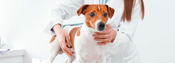 Дирофиляриоз в собак