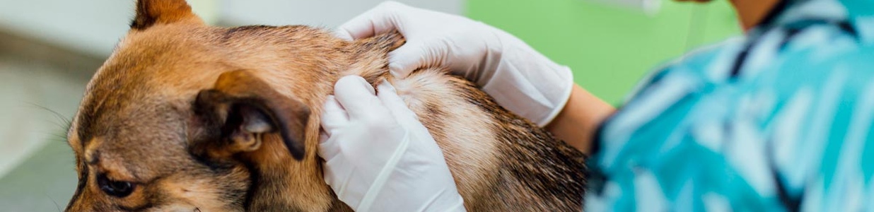 Клещевой дерматит