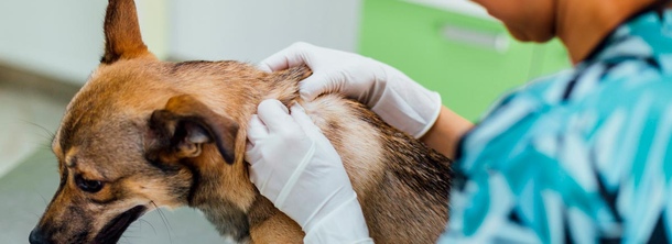 Клещевой дерматит