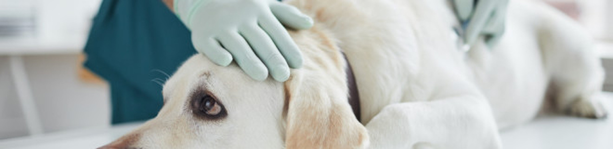 Хвороба Кушинга