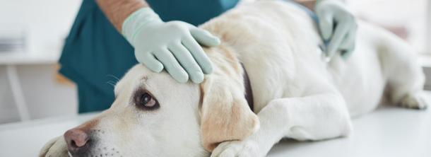 Болезнь Кушинга