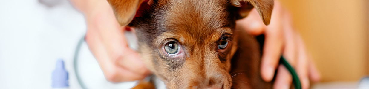 Виразка шлунка