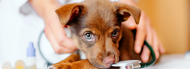 Язва желудка