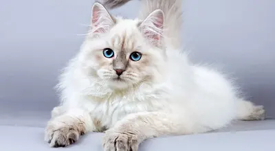 Сибирская кошка