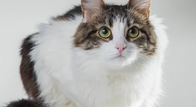 Кимрийская кошка