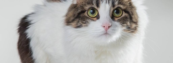 Кимрийская кошка