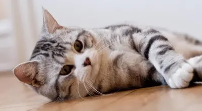 Шотландская прямоухая кошка