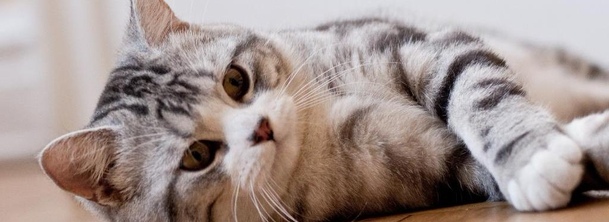 Шотландская прямоухая кошка