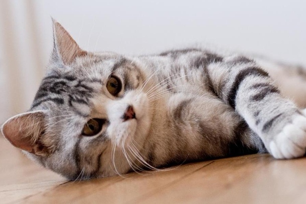 Шотландская прямоухая кошка