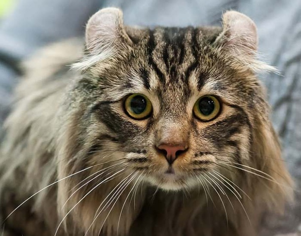 Американський керл