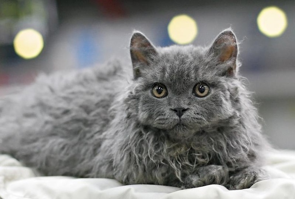 Селкирк-рекс