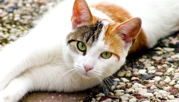 Егейська кішка