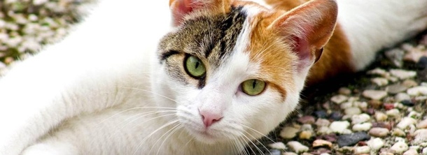 Эгейская кошка