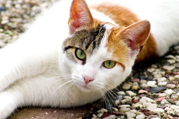 Эгейская кошка