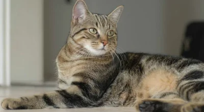 Бразильская короткошерстная
