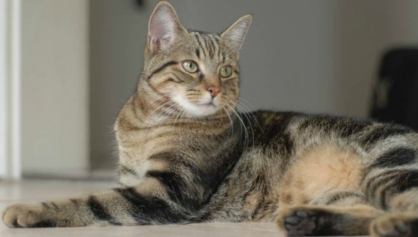 Бразильська короткошерста