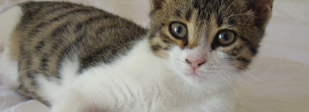 Кипрский кот