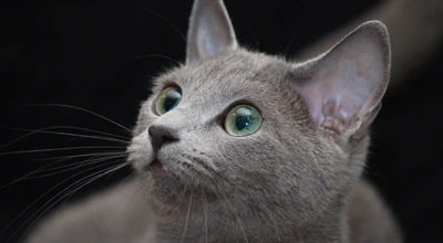 Русская голубая кошка