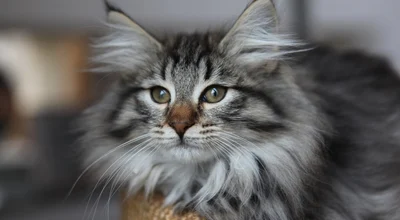 Норвежская лесная кошка