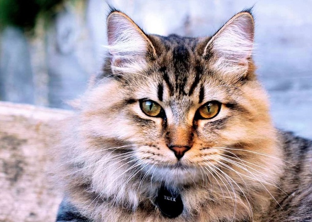 Американский бобтейл