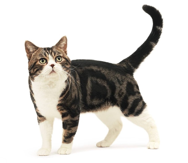 Американська жорсткошерста кішка