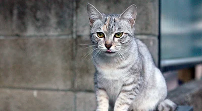 Австралийская дымчатая кошка