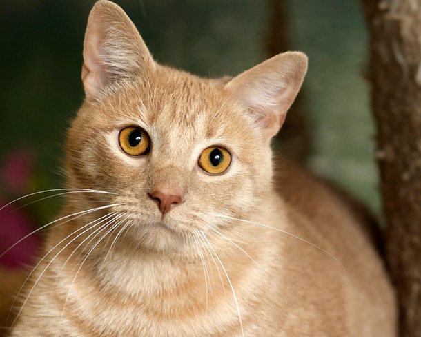 Азиатская кошка