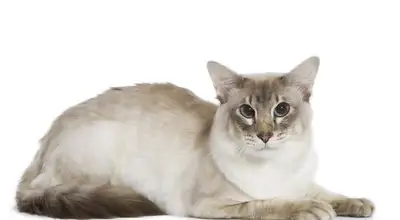 Балийская кошка
