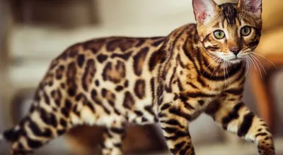 Бенгальская кошка