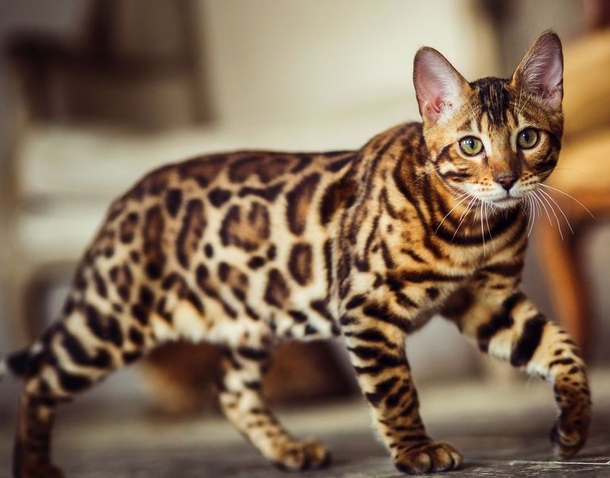 Бенгальська кішка