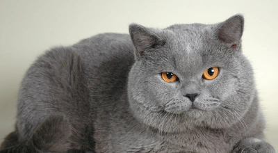 Британська короткошерста